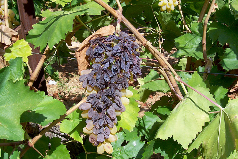 ΞΗΡΑΝΣΗ ΡΑΧΗΣ ΤΗΣ ΑΜΠΕΛΟΥ