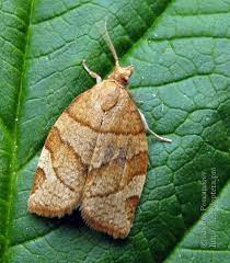 ΦΥΛΛΟΔΕΤΗΣ