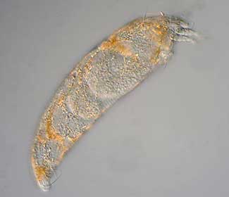 ΦΥΛΛΟΚΟΡΤΗΣ