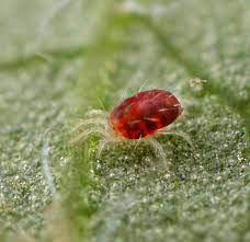 ΚΟΚΚΙΝΟΣ ΤΕΤΡΑΝΥΧΟΣ