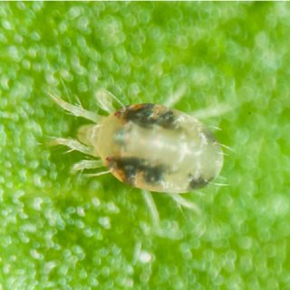 ΚΙΤΡΙΝΟΣ ΤΕΤΡΑΝΥΧΟΣ