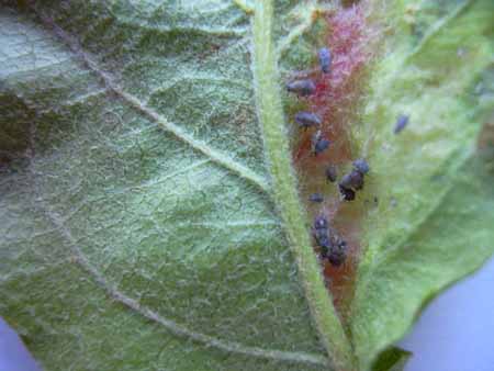 ΡΟΔΙΝΗ ΑΦΙΔΑ ΜΗΛΙΑΣ