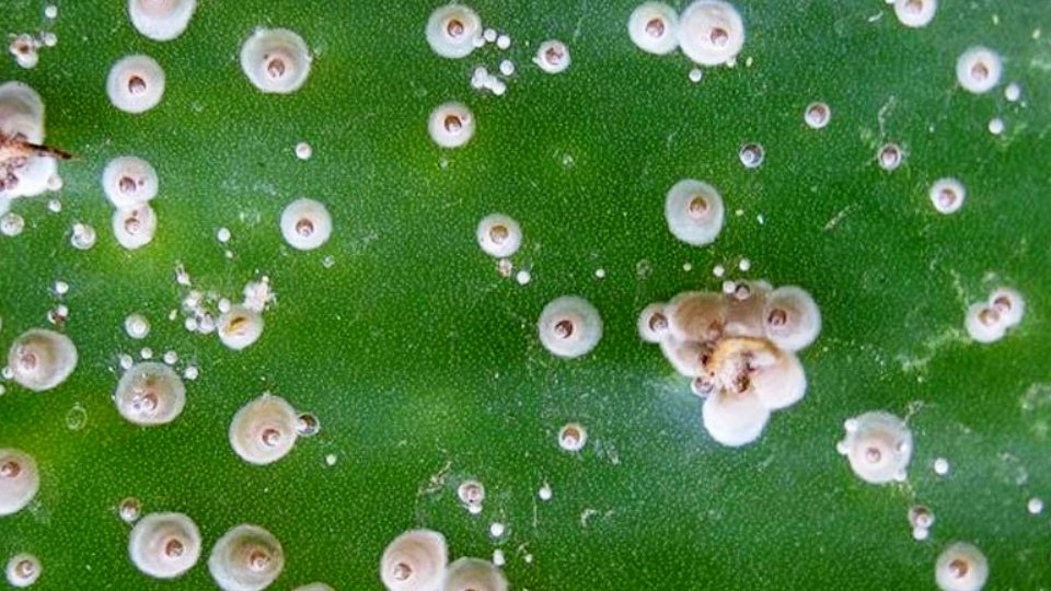 ΠΡΑΣΙΝΗ ΑΦΙΔΑ ΤΗΣ ΜΗΛΙΑΣ