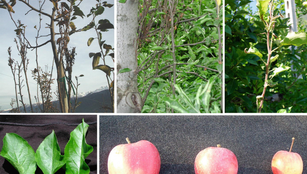 ΣΚΟΥΠΑ ΤΗΣ ΜΑΓΙΣΣΑΣ – ΜΥΚΟΠΛΑΣΜΑ