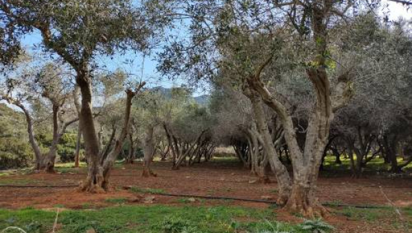 ΜΕΛΕΤΗ: ΟΙ ΕΛΛΗΝΕΣ ΕΓΚΑΤΑΛΕΙΠΟΥΝ ΤΗΝ ΕΛΑΙΟΚΑΛΛΙΕΡΓΕΙΑ. ΧΑΘΗΚΑΝ ΠΛΕΟΝ ΤΩΝ 3 ΕΚ. ΣΤΡΕΜΜΑΤΩΝ