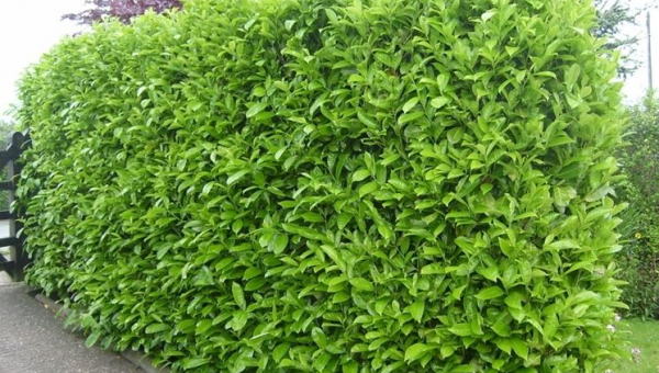 ΔΑΦΝΟΚΕΡΑΣΟΣ:ΦΡΟΝΤΙΔΑ ΦΥΤΟΥ