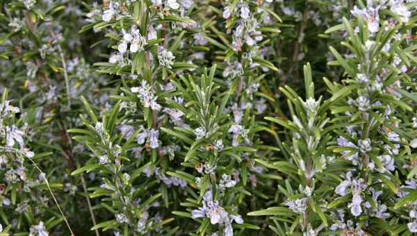 ΔΕΝΔΡΟΛΙΒΑΝΟ:ΦΡΟΝΤΙΔΑ ΦΥΤΟΥ