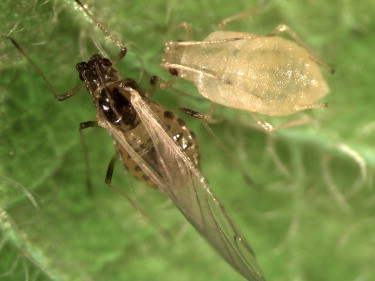 ΨΕΙΡΑ ΠΡΑΣΙΝΟΥ ΡΟΔΑΚΙΝΟΥ ΣΕ ΑΓΓΟΥΡΙ