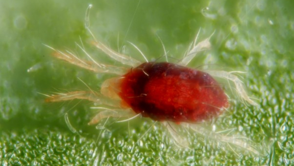 ΑΡΑΧΝΙΔΙΟ ΣΕ ΑΓΓΟΥΡΙ - ΤΕΥΤΑΝΥΧΟΣ