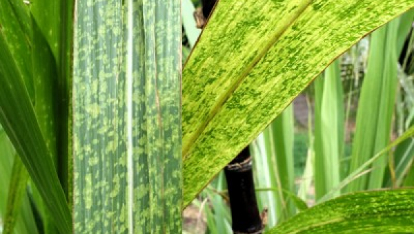 ΜΩΣΑΪΚΟ ΤΟΥ ΖΑΧΑΡΟΚΑΛΑΜΟΥ