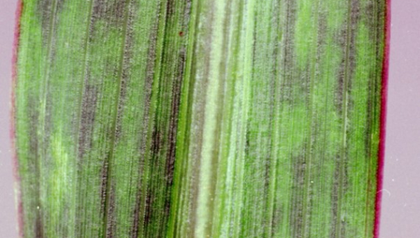 ΝΑΝΙΣΜΟΣ ΜΕ ΜΩΣΑΪΚΟ ΤΟΥ ΚΑΛΑΜΠΟΚΙΟΥ