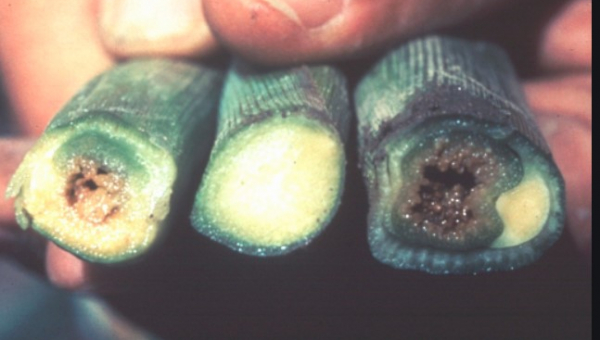 ΒΑΚΤΗΡΙΩΣΗ