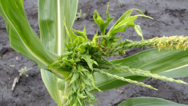 ΦΟΥΝΤΩΜΑ ΚΟΡΥΦΗΣ