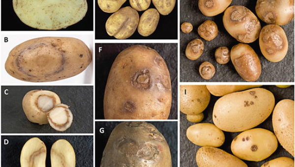 ΙΟΣ Υ ΤΗΣ ΠΑΤΑΤΑΣ