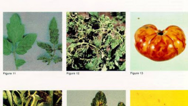 ΙΟΣ ΤΗΣ ΜΠΡΟΥΤΖΙΝΗΣ ΚΗΛΙΔΩΣΗΣ ΤΗΣ ΤΟΜΑΤΑΣ