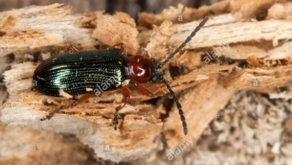 ΣΚΑΘΑΡΙ ΤΟΥ ΚΡΙΘΑΡΙΟΥ