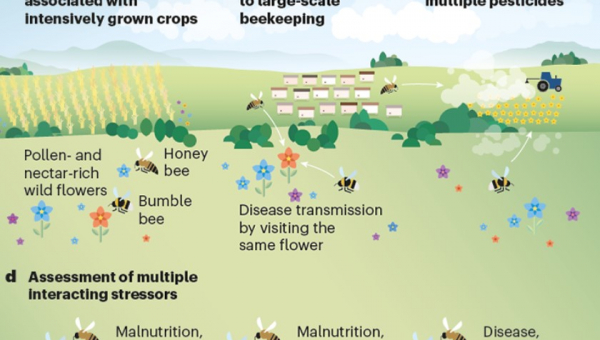 Η αγροτική δραστηριότητα σκοτώνει περισσότερες μέλισσες από όσες υπολογίζαμε