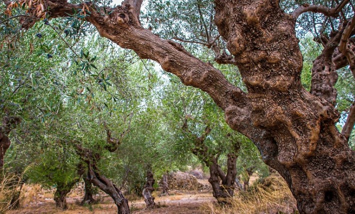 Ελιά: Πώς απορροφά τις εκπομπές διοξειδίου του άνθρακα