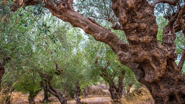 Ελιά: Πώς απορροφά τις εκπομπές διοξειδίου του άνθρακα