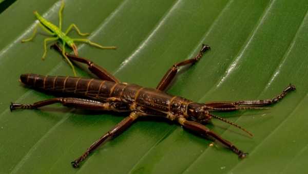 Η εκπληκτική ιστορία του σπανιότερου εντόμου στον κόσμο