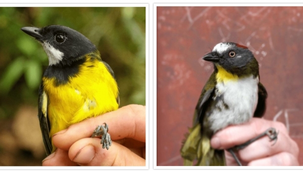 Ανακαλύφθηκαν πουλιά με δηλητηριώδη φτερά