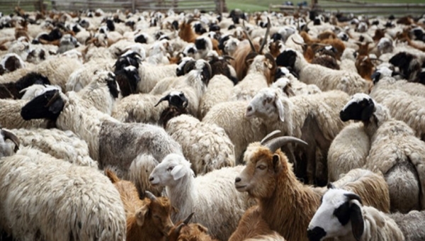 Εργαζόμενοι ΕΛΓΟ-ΔΗΜΗΤΡΑ: Αντιδρούν στις ‘’εντολές πορείας’’ για τους ελέγχους του ΟΠΕΚΕΠΕ